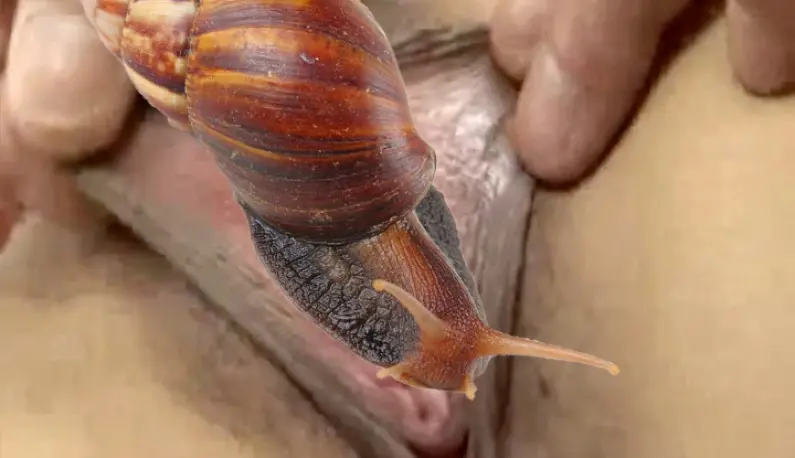 Uncoded snail Magical snail Pulu Pulu Pulu
