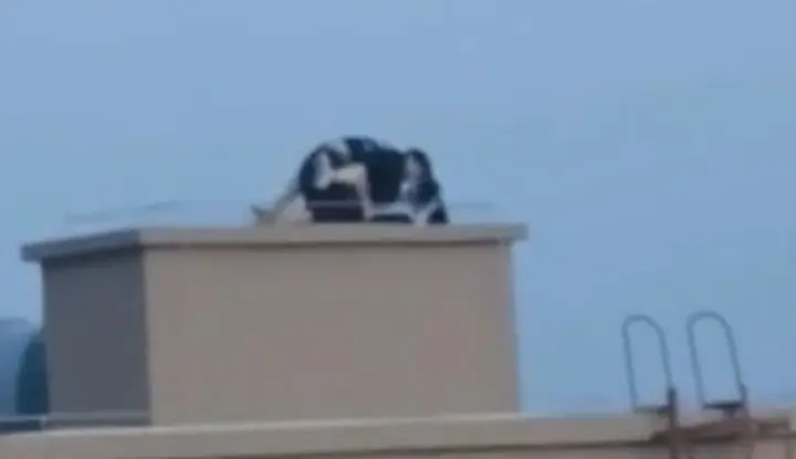 The scandal was exposed on the Internet ~ Romantic sex on the rooftop